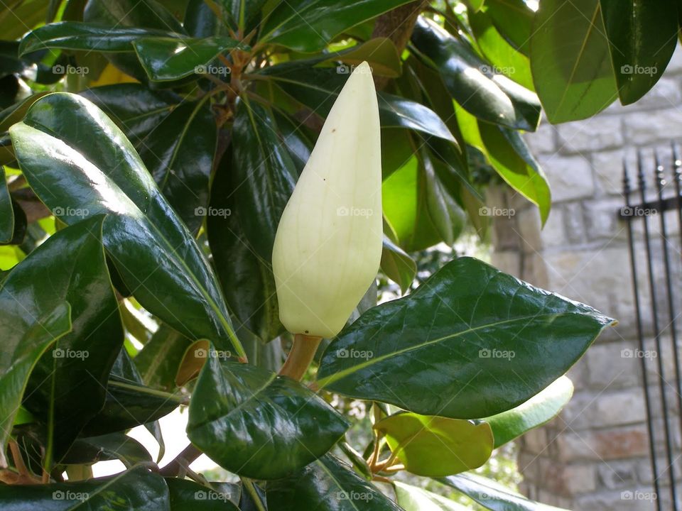 Magnolia bud #3