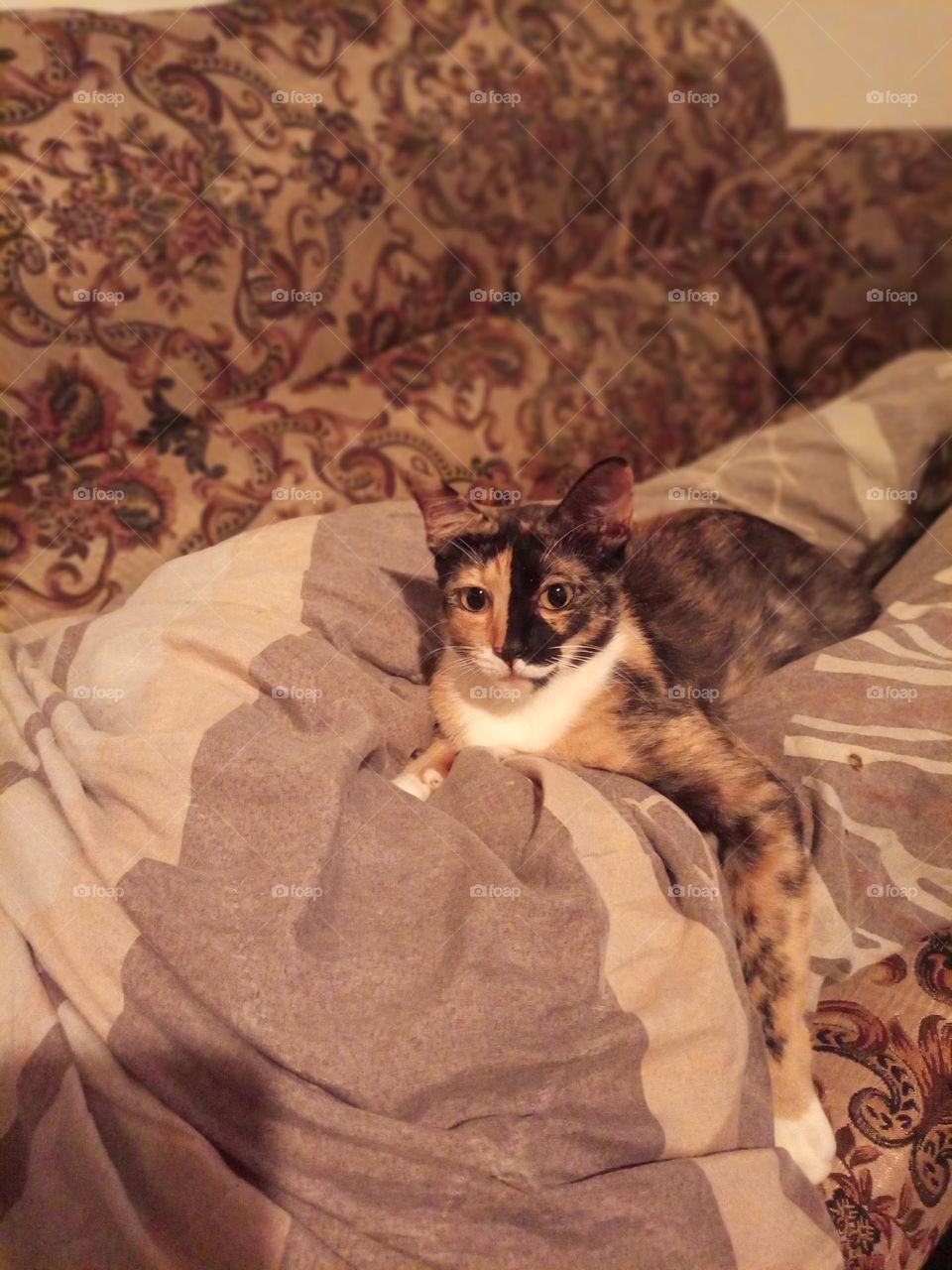 cat with two color face