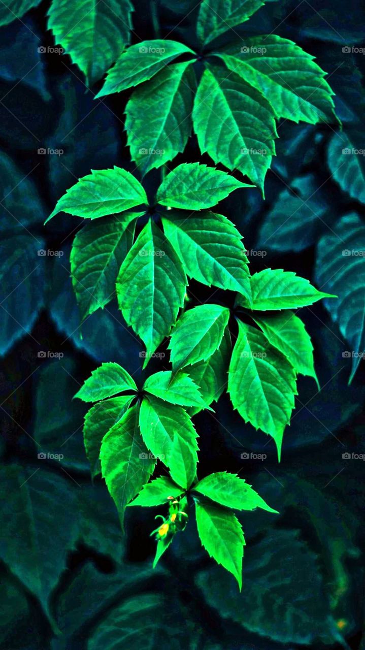 Green Leaves II