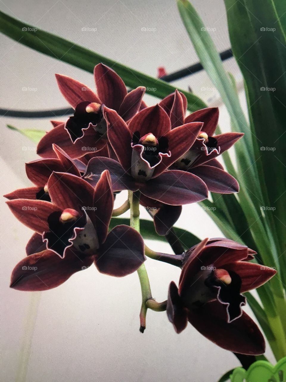 Orchids 