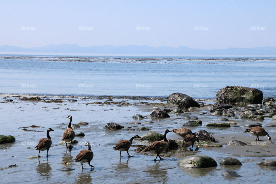 Geese in the shallow water