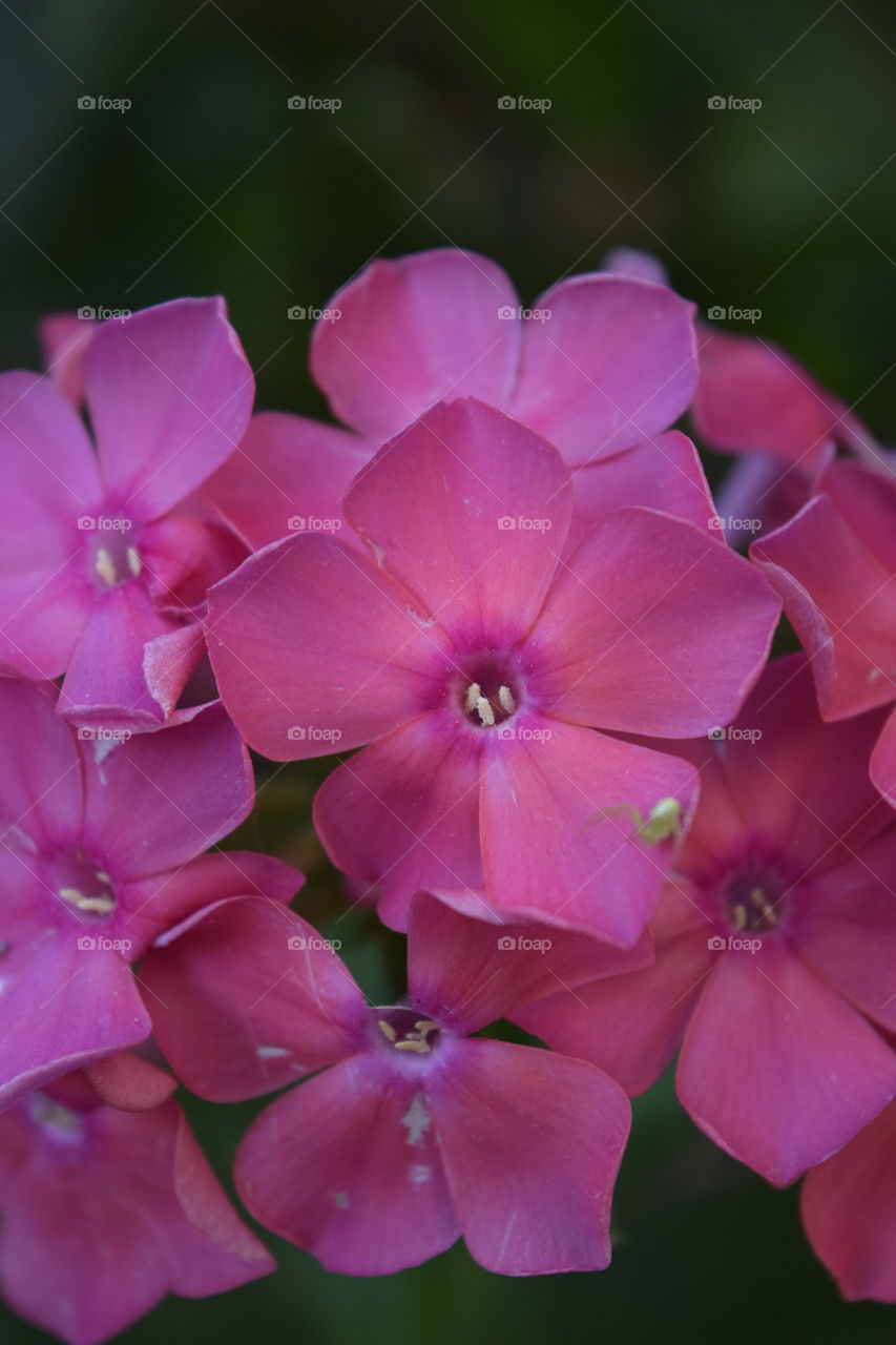 Pink bright flowers 
