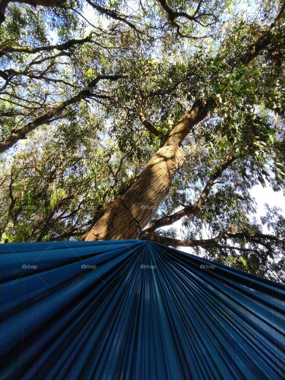 hammock and trees