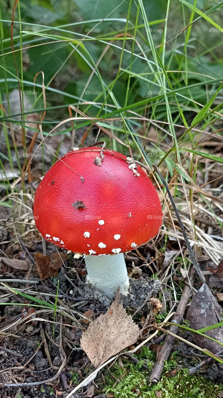 red mushroom 🍄 colours