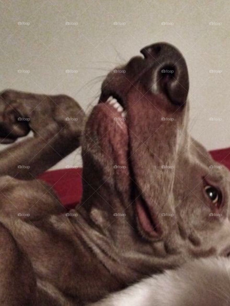 smiling weimaraner
