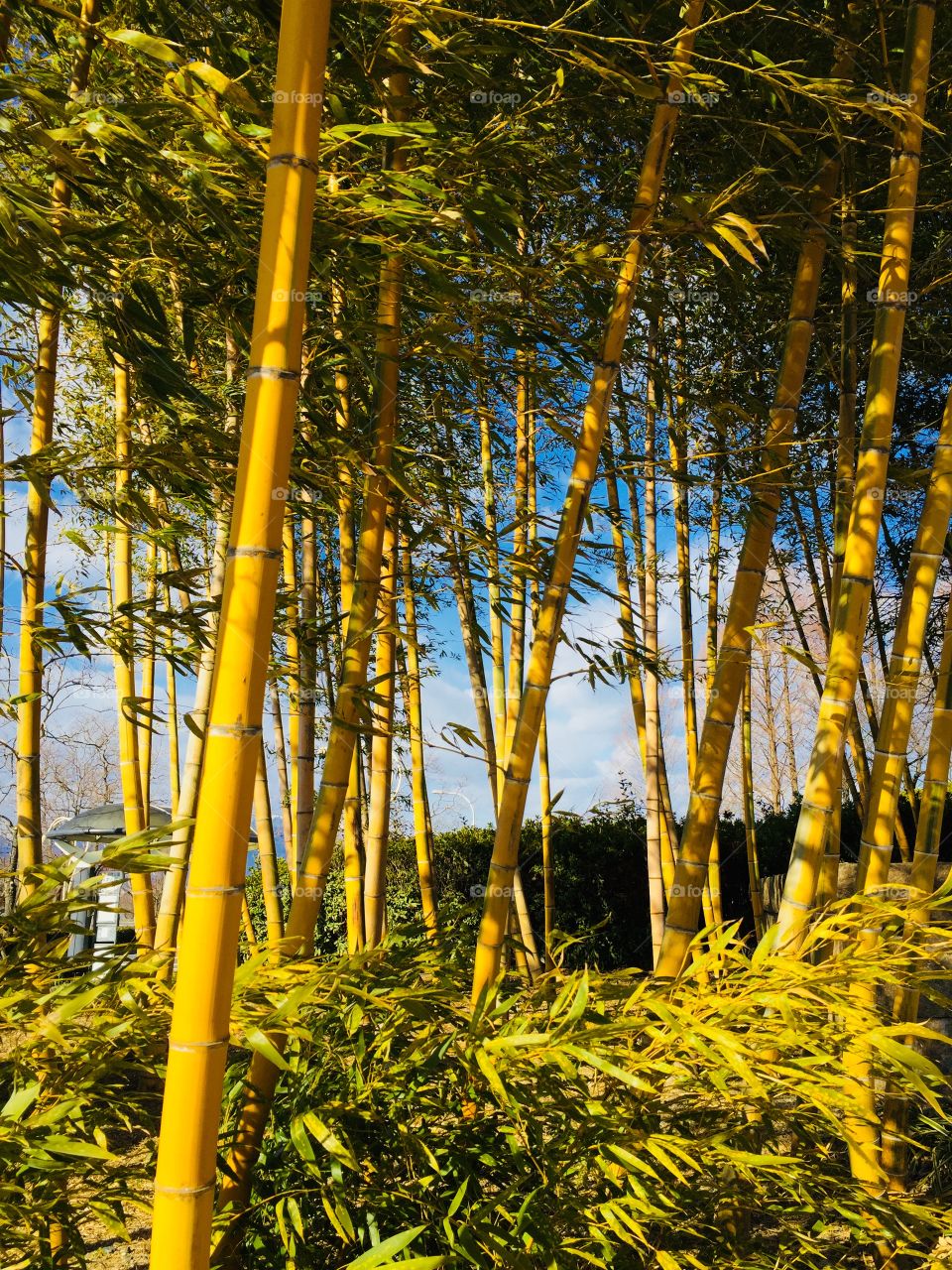 bamboo 