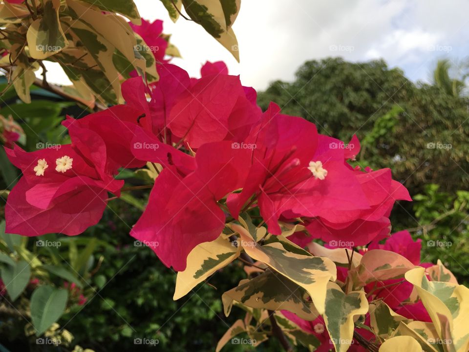 Close-up of pink flower