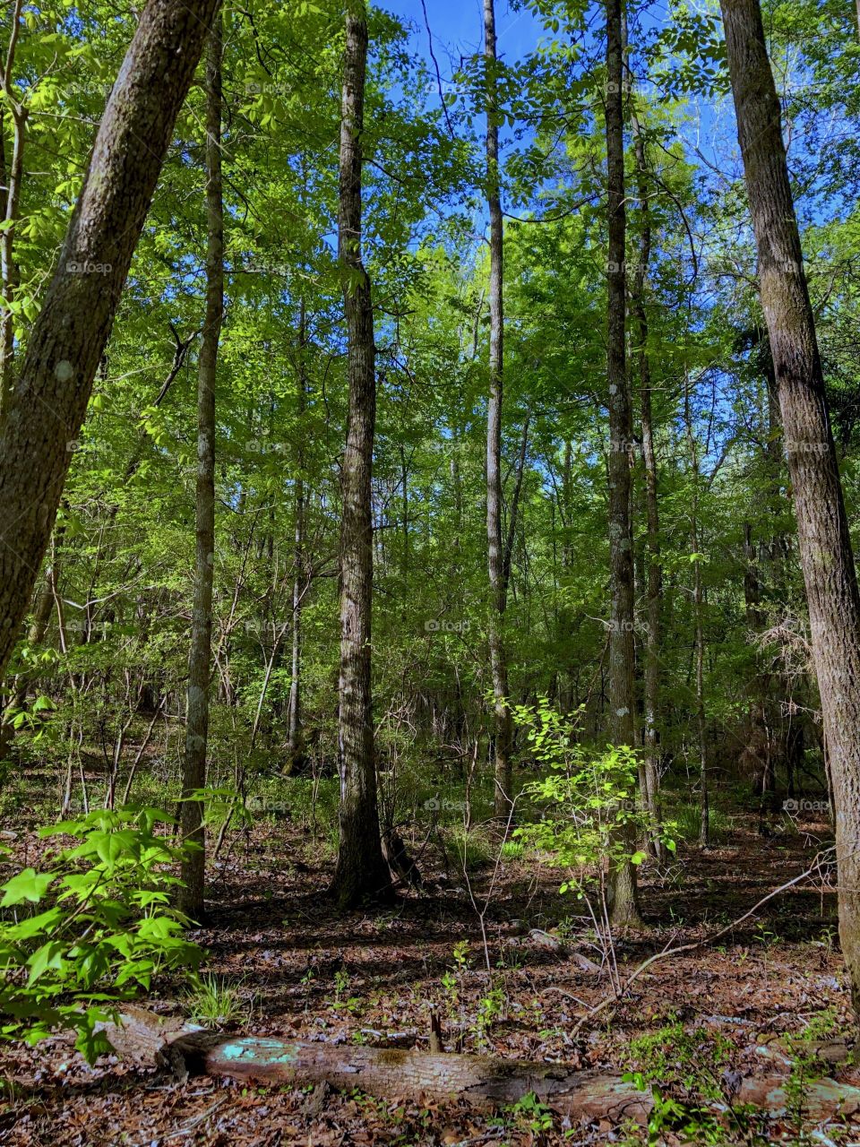 Forest Colors