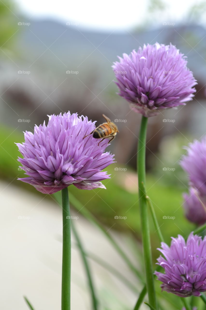 Honeybee collecting nectar from onion chives.