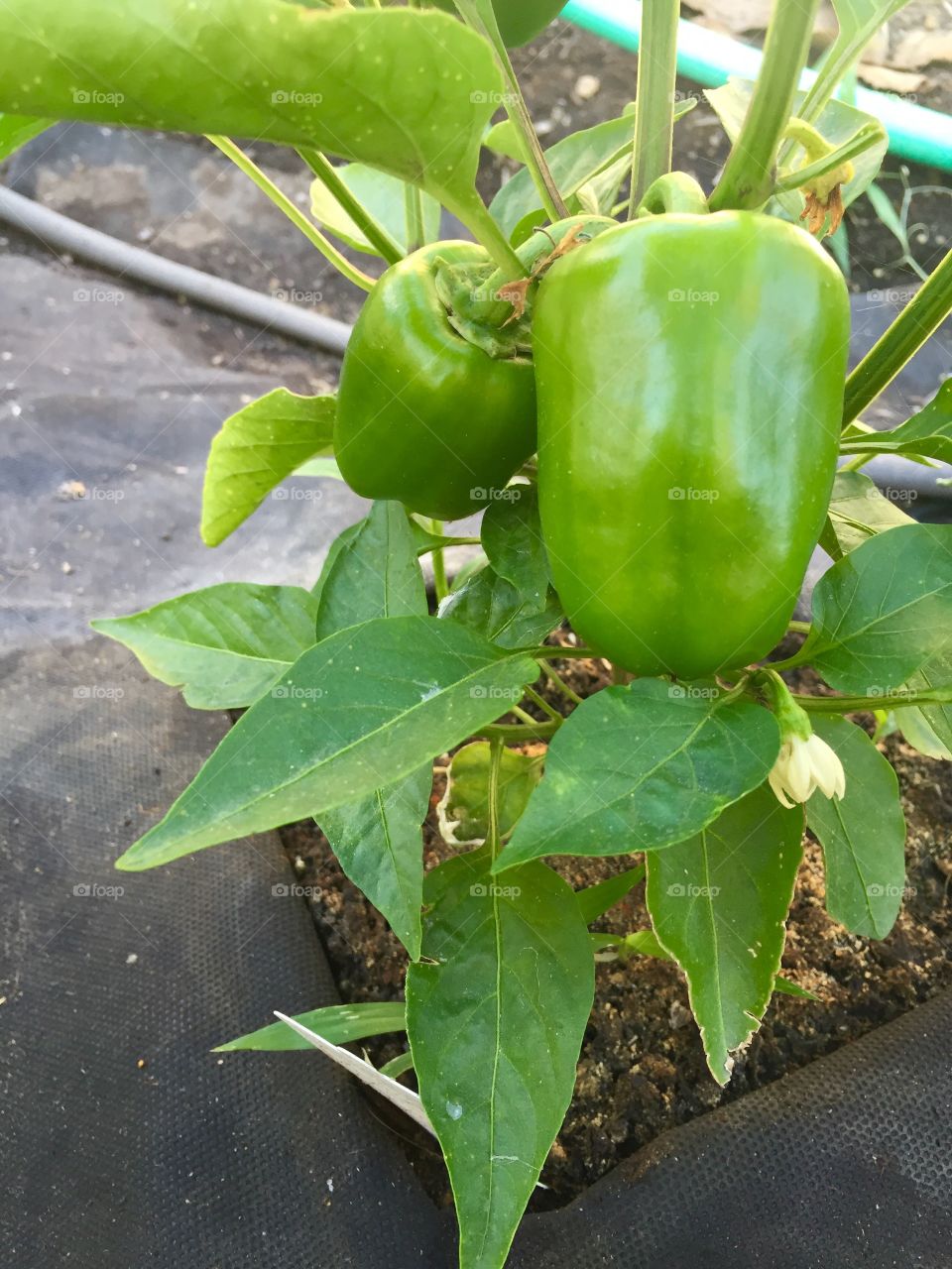 Bell peppers growing in a garden 