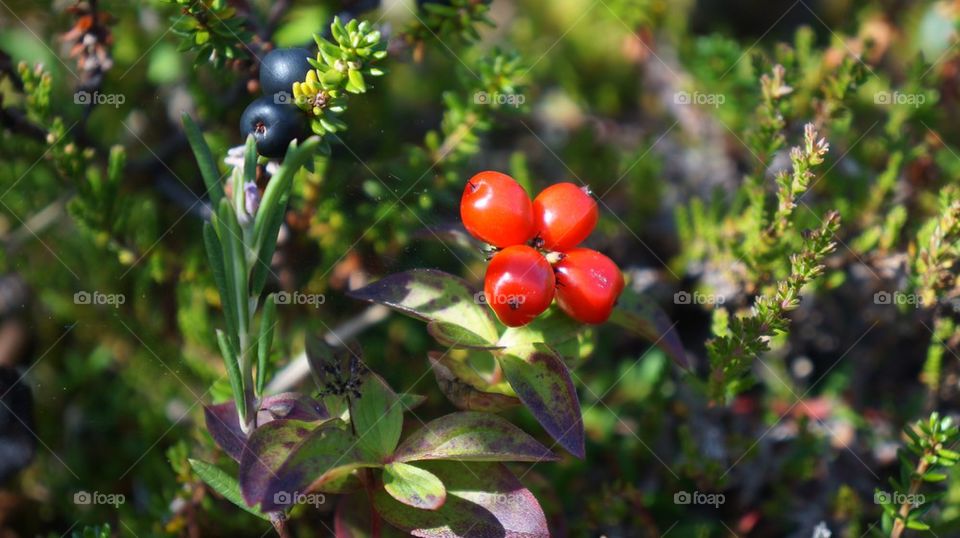 Berries