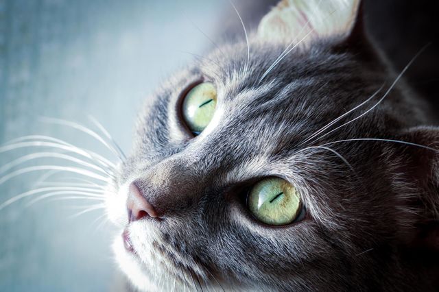 Gray cat