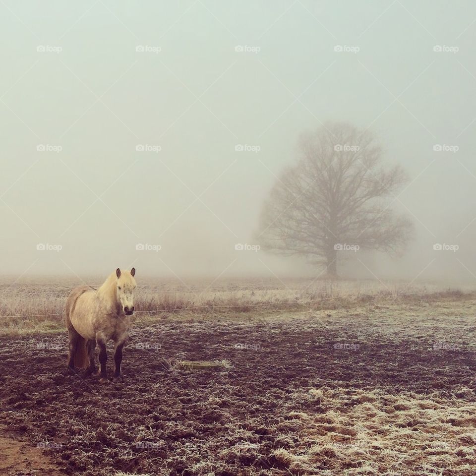 Close-up of horse in foggy weather