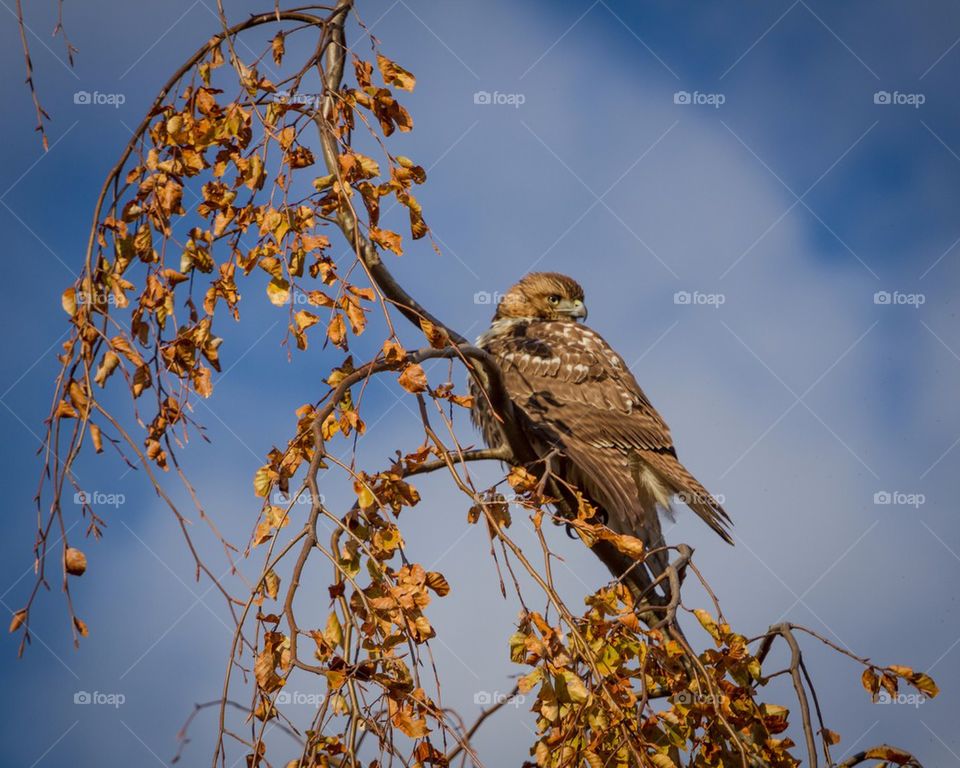 Red-tailed Hawk 