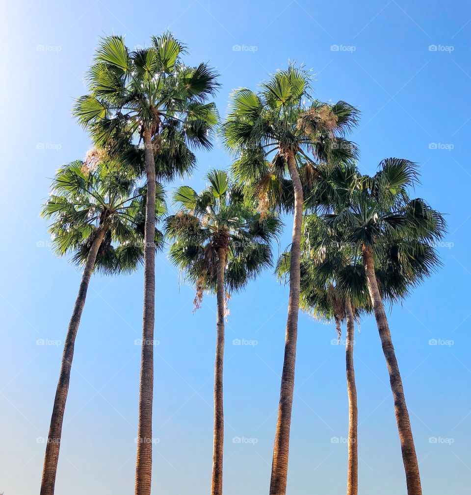 Beautiful group of palm trees
