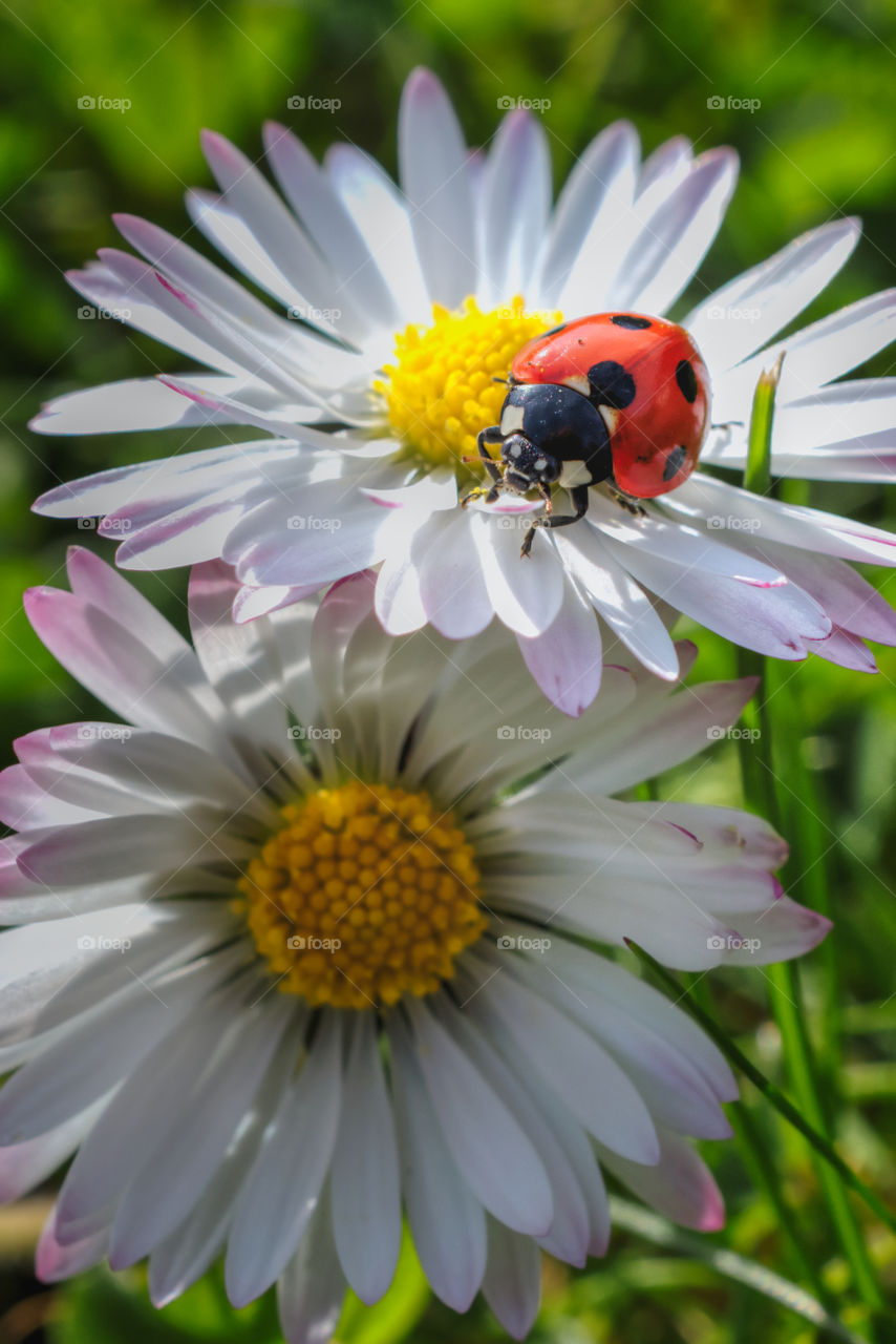 Daisies and a ladybug