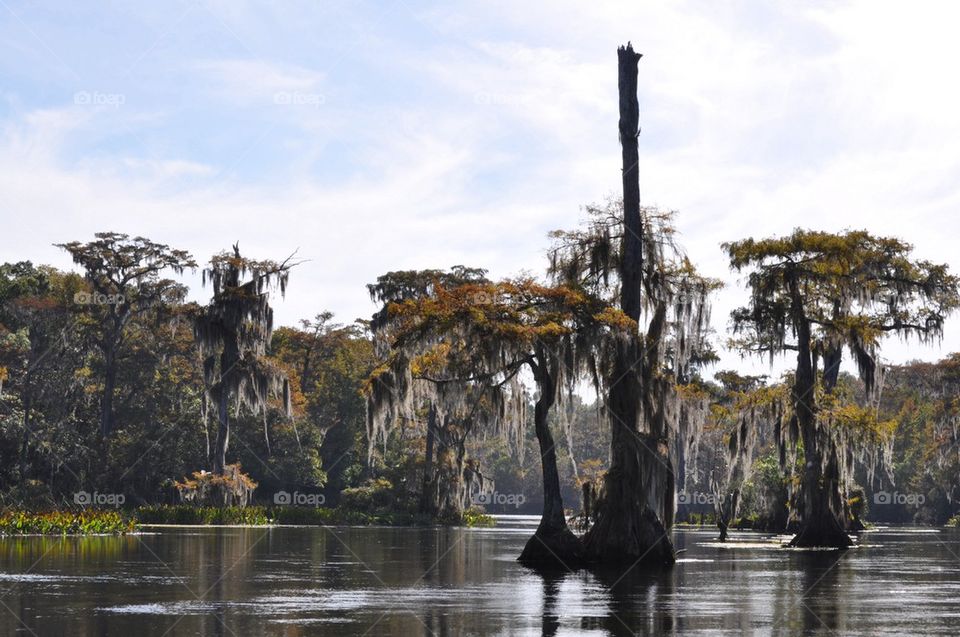 Florida swamp