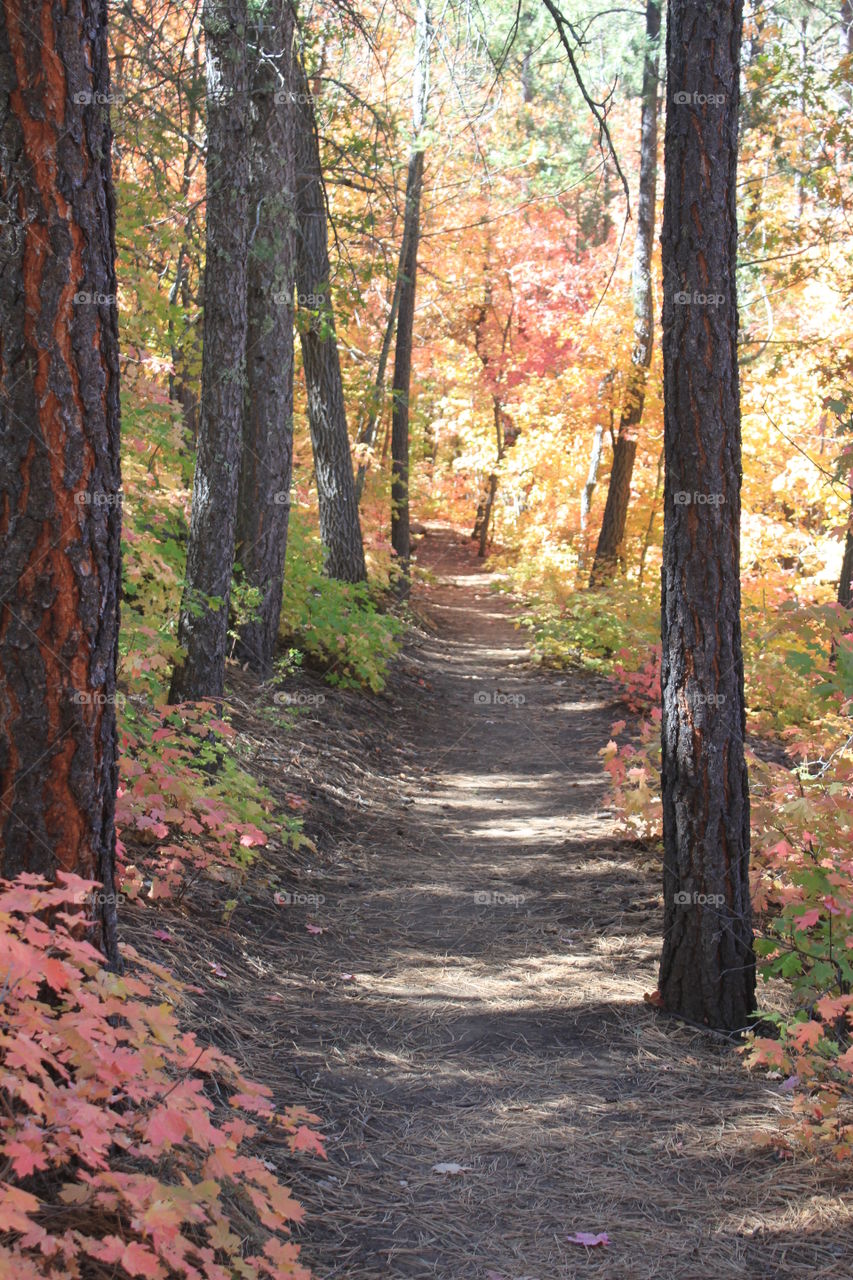 Autumn Trail