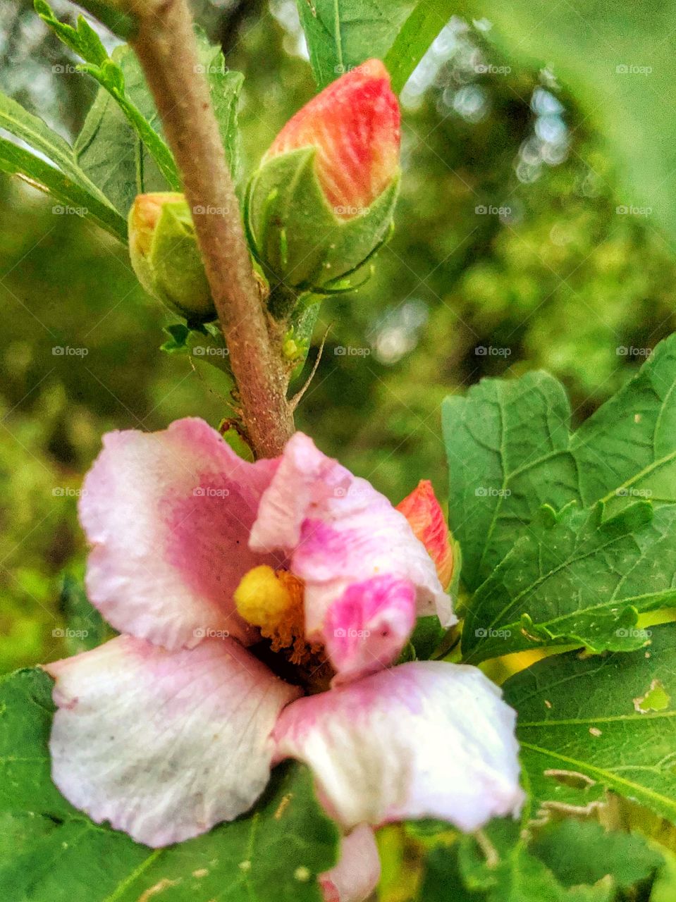 Wild Rose of Sharon growing  in wooded area 
