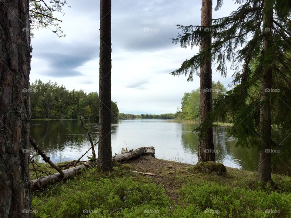 Forest wiew in Gysinge Sweden. Färnebofjärdens nationalpark