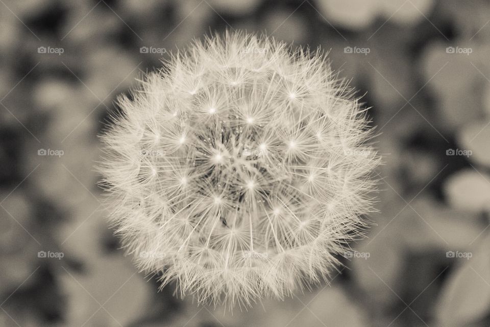 Dandelion seed head in creams