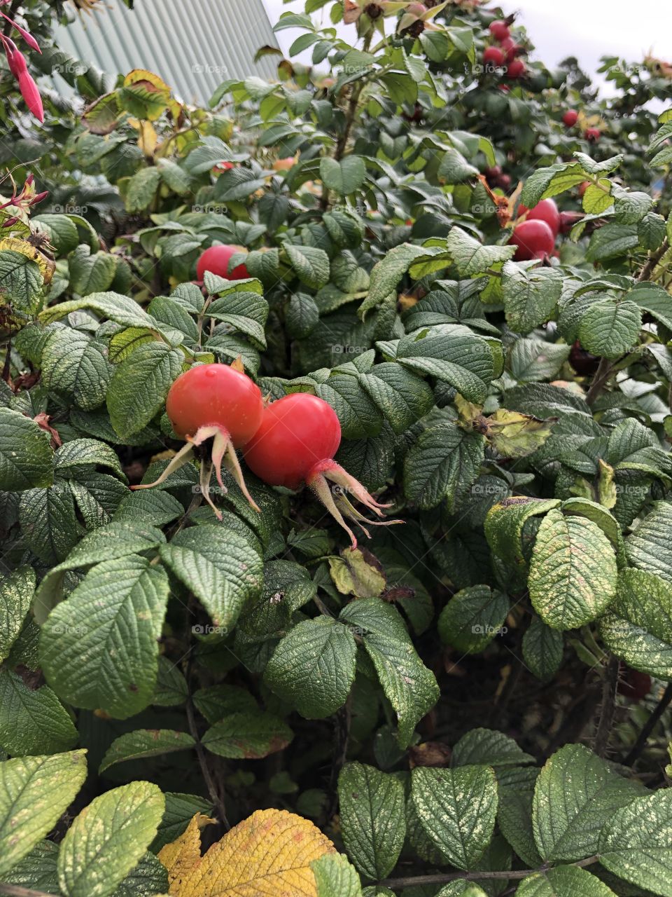 Rosehips at the Grateful Bread