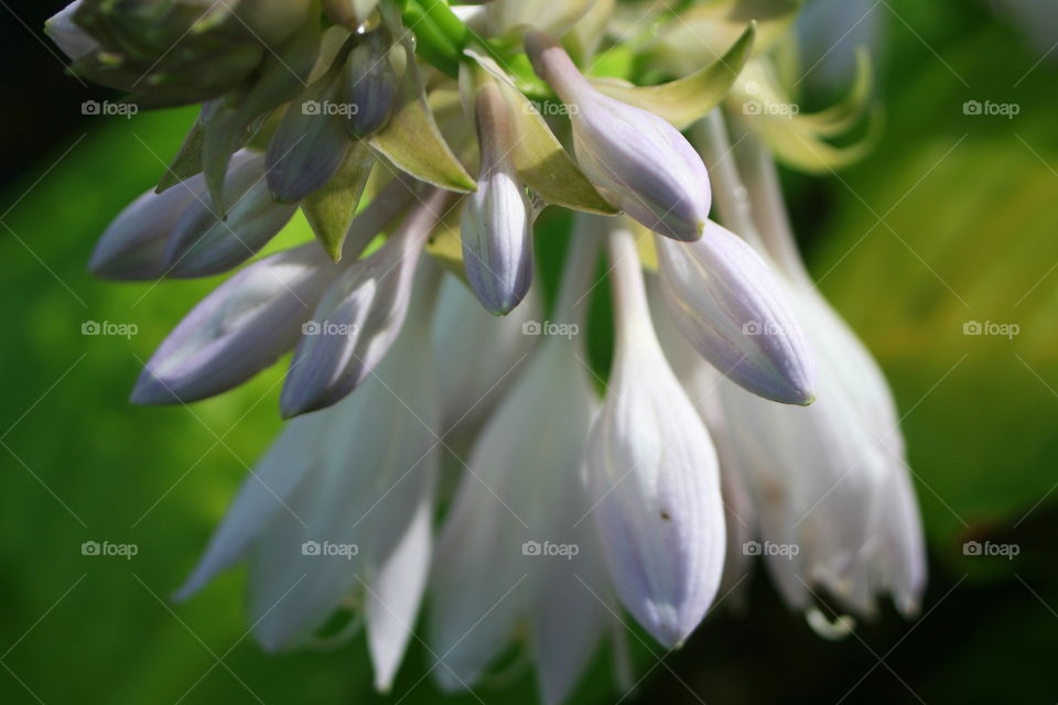 Hosta Flower