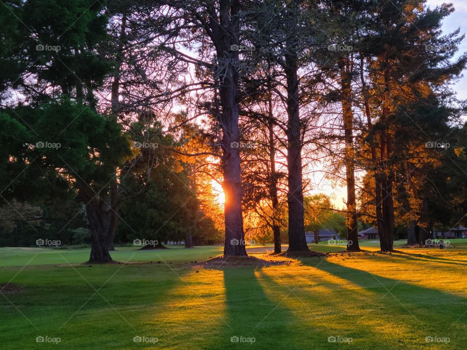 Sunset in the Park