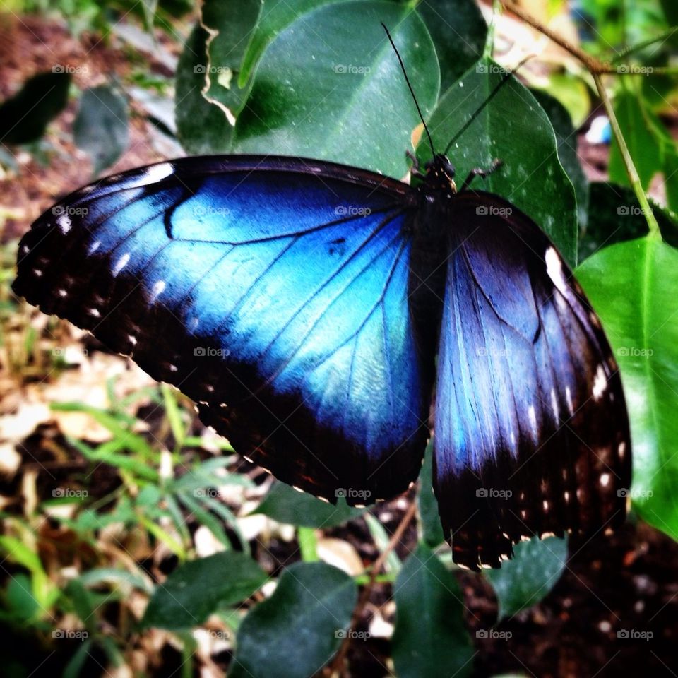 Blue butterfly