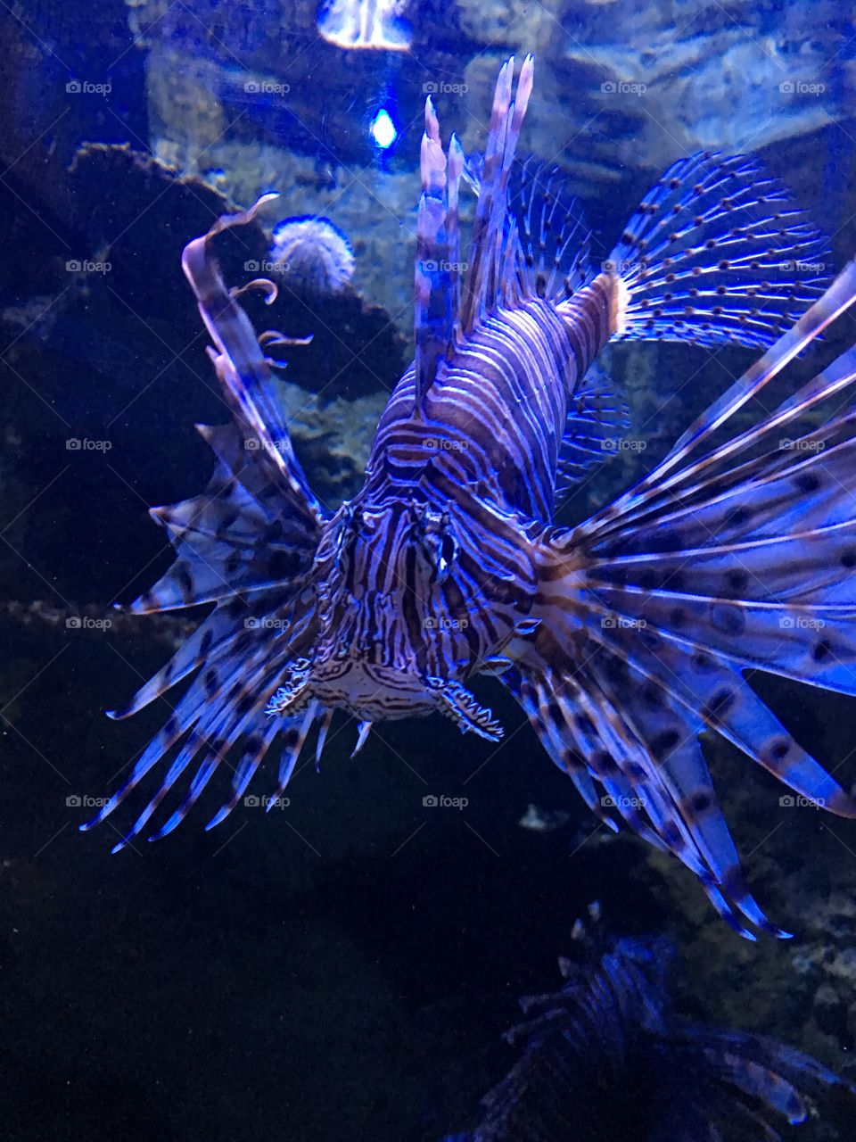 A beautiful close up of the Lionfish under blue lights, elegant and graceful. 