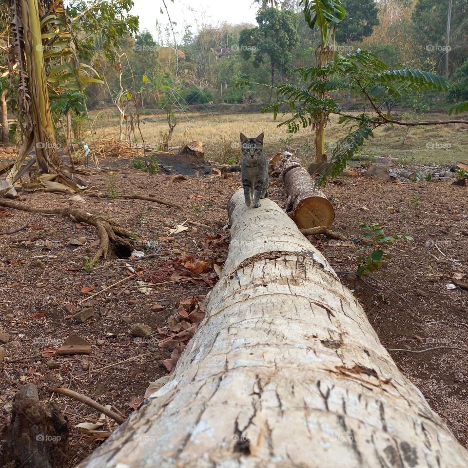 Cute kitten walking on a piece of wood