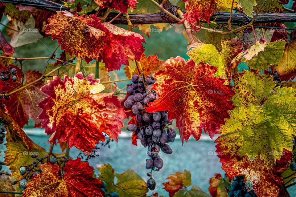 Vines and grapes