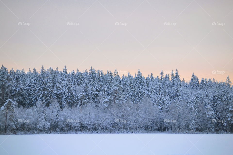 Winter landscape