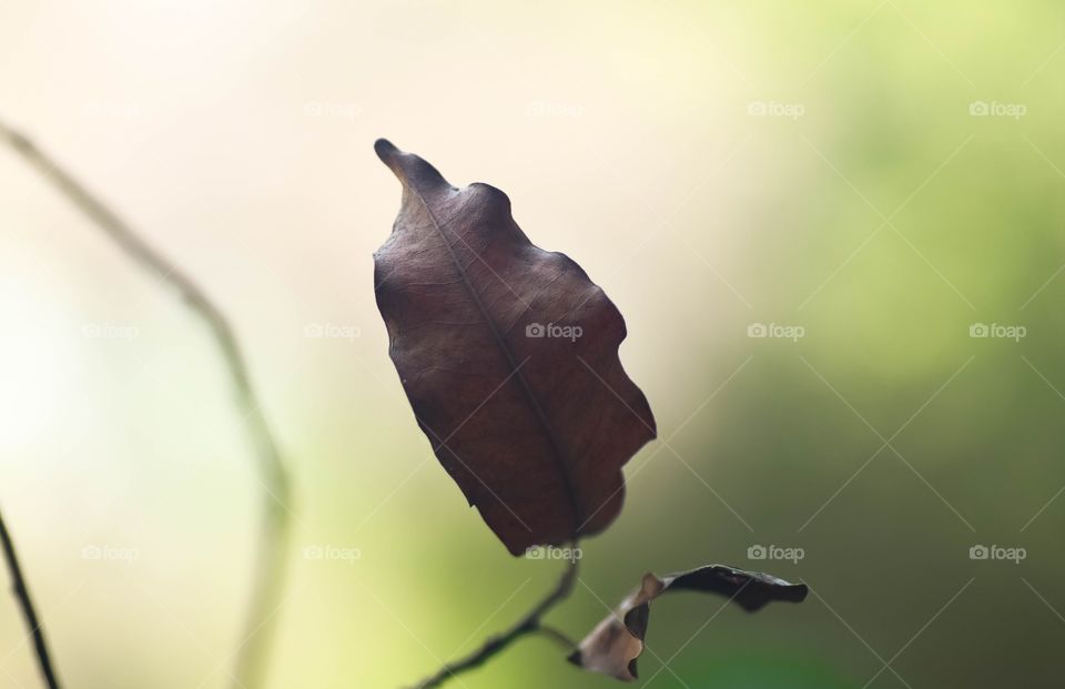 Close-up of a dry leaf