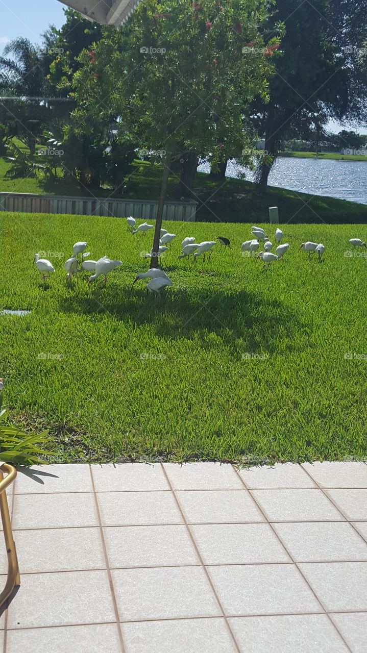 I was sitting in my Sun room when I see  this flock of ibis eating worm in the grass.