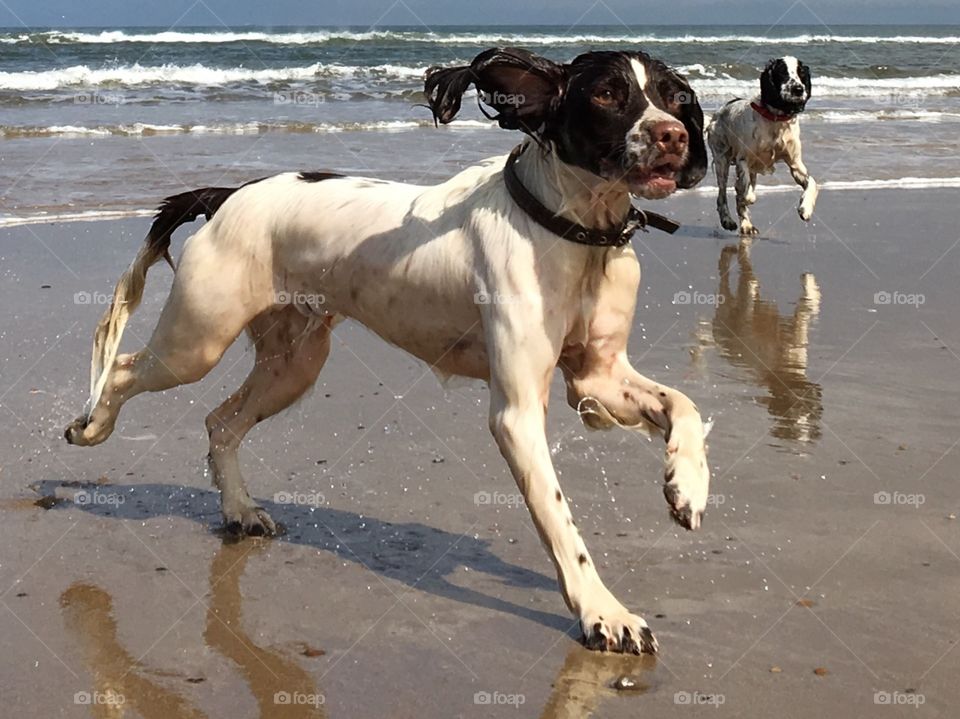 Two Spaniels enjoying a splash about in the Sea at Saltburn