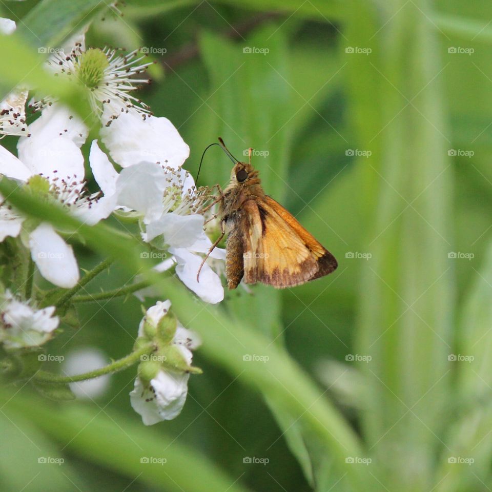 Close-up of moth on flower