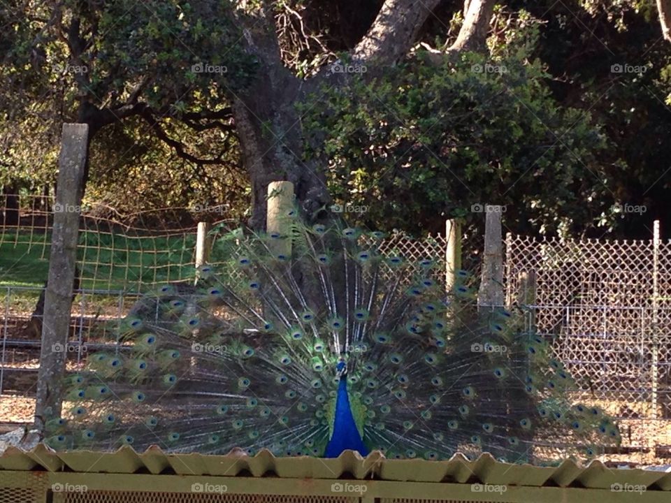 Peacock competition