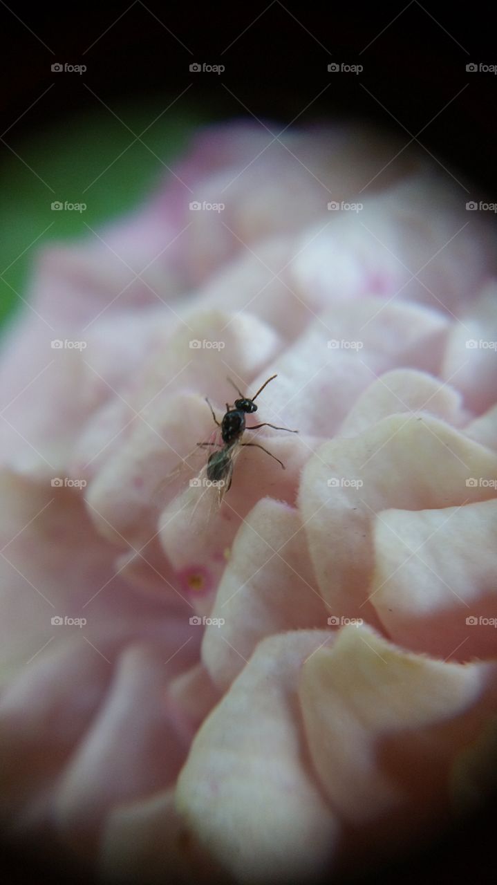 bug. a bug on a flower