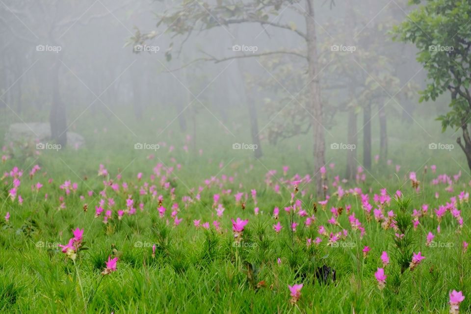 siam tulip in nature of thathand