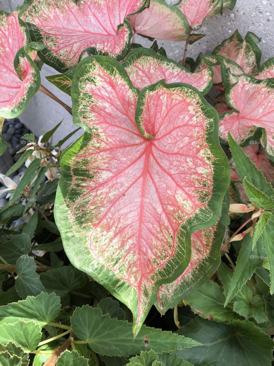 Sittin’ Pretty In Pink