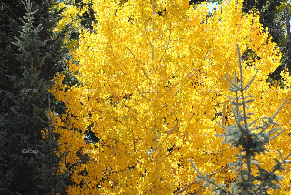 Yellow Aspens