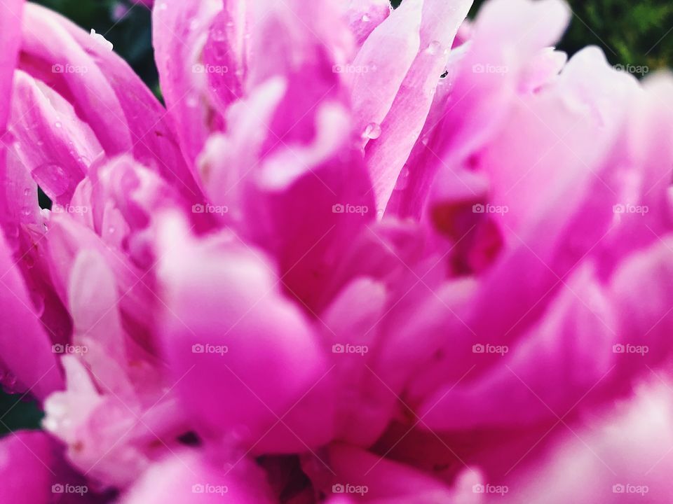 Closeup of beauty flower.Macro photo