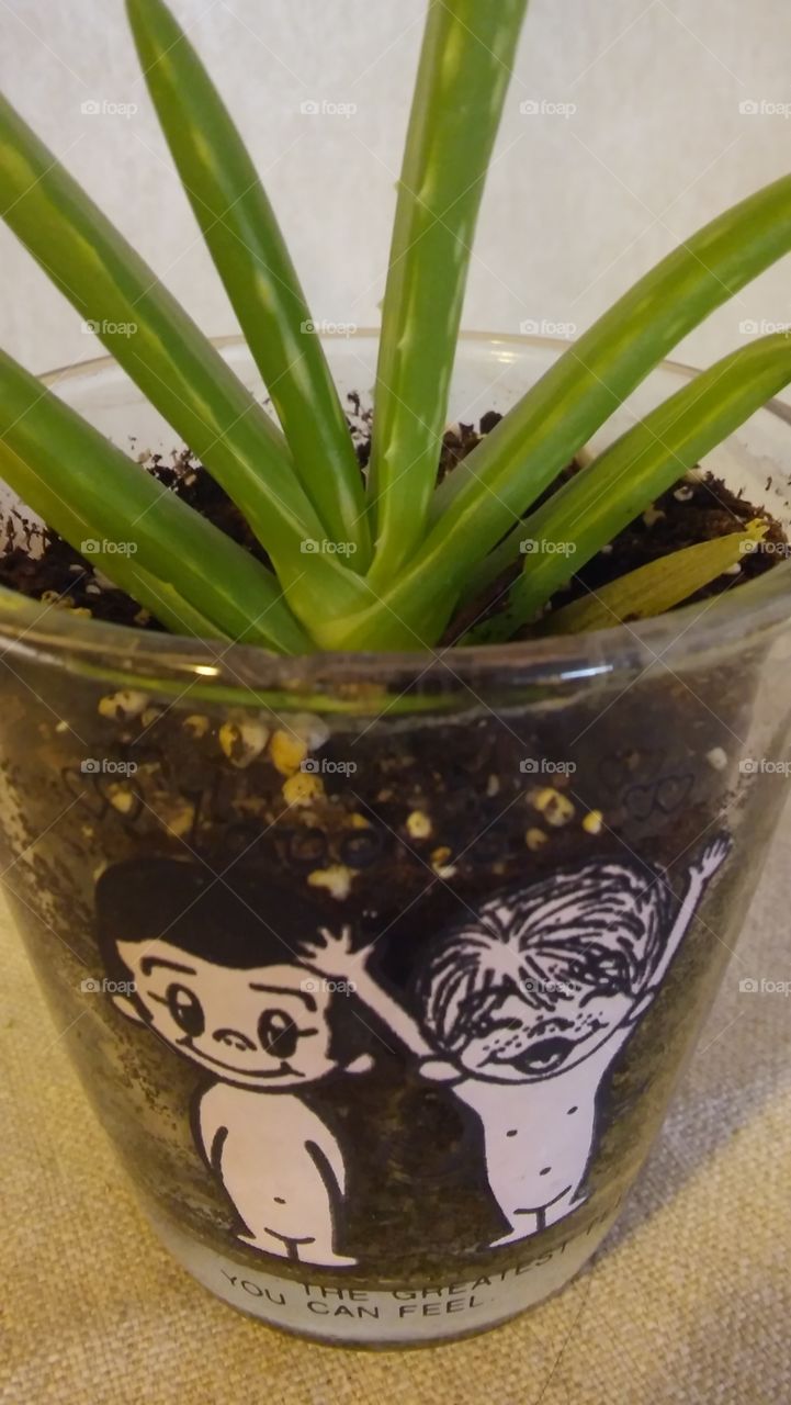 aloe plant love is cartoon glass plant green dirt cute