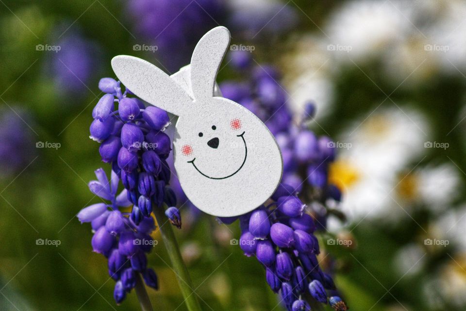 Rabbit clip from Easter present bags clipping on a purple grape hyacinth.