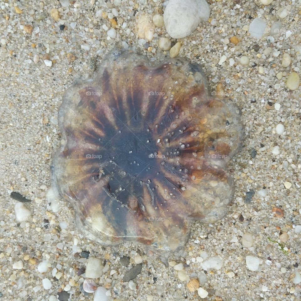Jellyfish