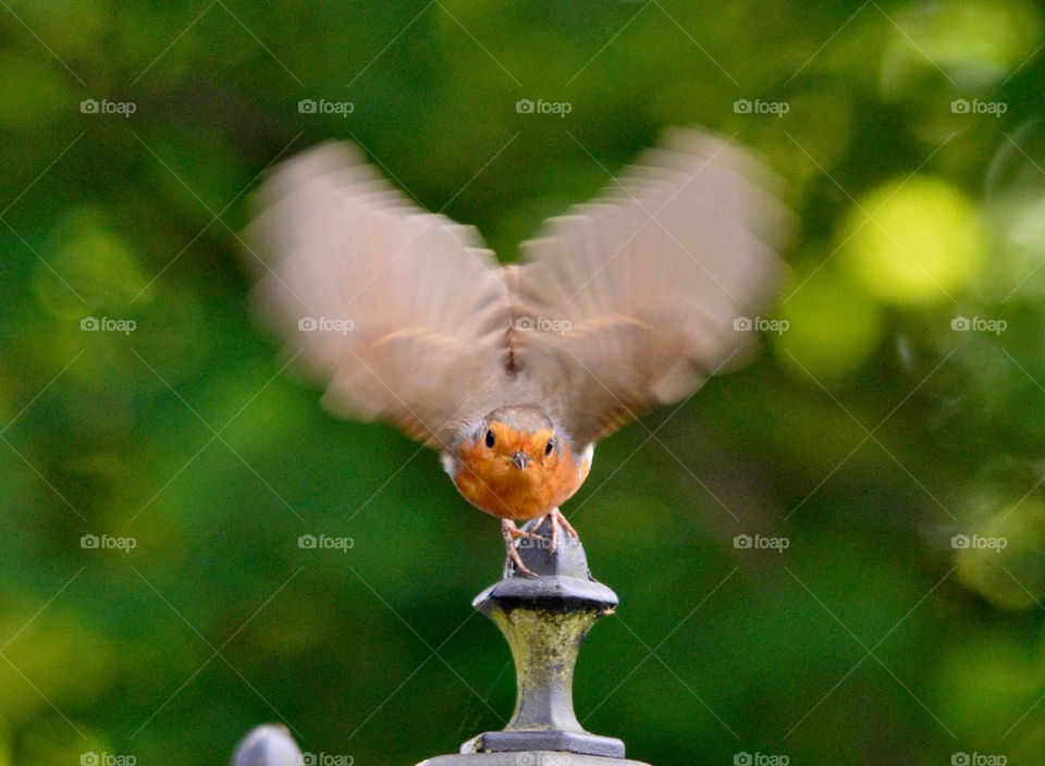 garden feeding robin take-off by gp56