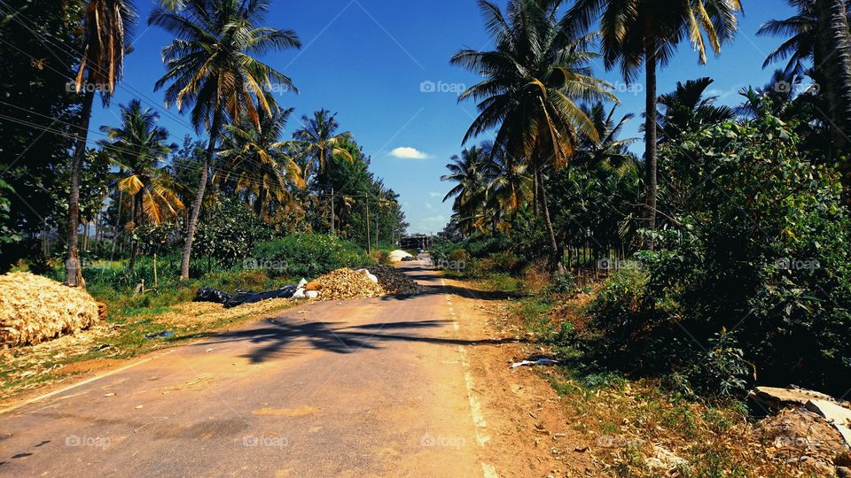 Village road - crops