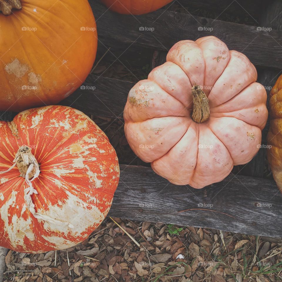 Fall means enjoying the beauty and variety of pumpkin colors, textures, shapes and sizes!