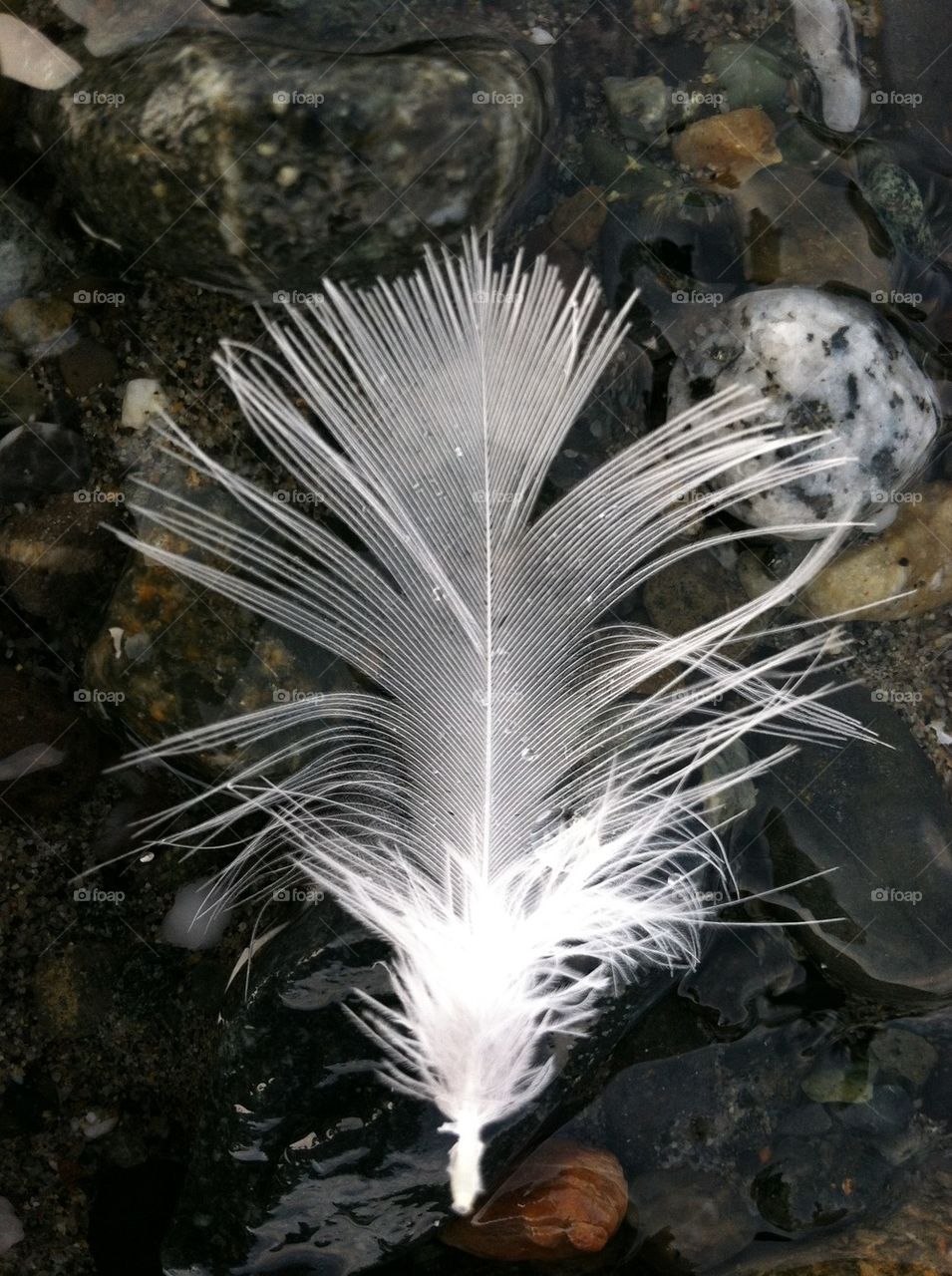 Beachcomber 1 - Feather
